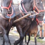 Dożynki Gminne w Starych Kolniach – fotorelacja 184