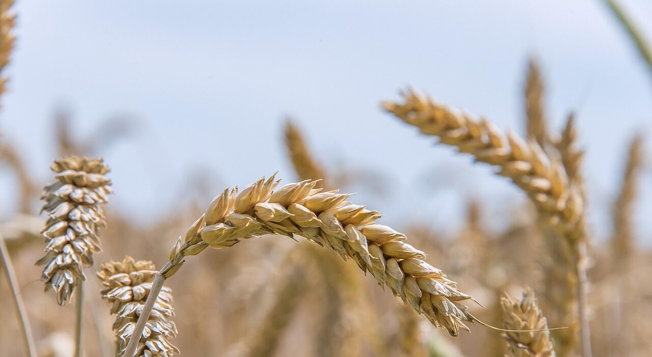 Koncertowo i ponad granicami, czyli dożynki w gminie Popielów 3