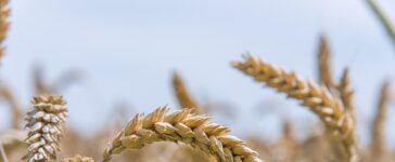 Koncertowo i ponad granicami, czyli dożynki w gminie Popielów 6